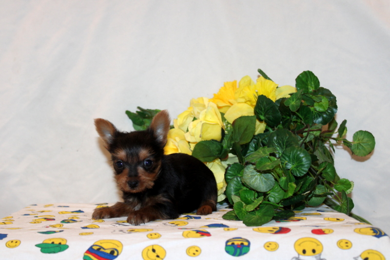 puppy, for, sale, Yorkshire Terrier, Matthew B. Stoltzfus, dog, breeder, Gap, PA, dog-breeder, puppy-for-sale, forsale, nearby, find, puppyfind, locator, puppylocator, aca